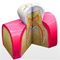 Tooth Anatomy(牙齿解剖医学软
